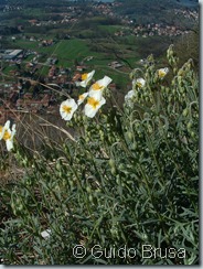 Helianthemum apenninum_00