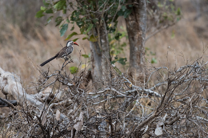 20151017_Africa15_D810_3412.jpg