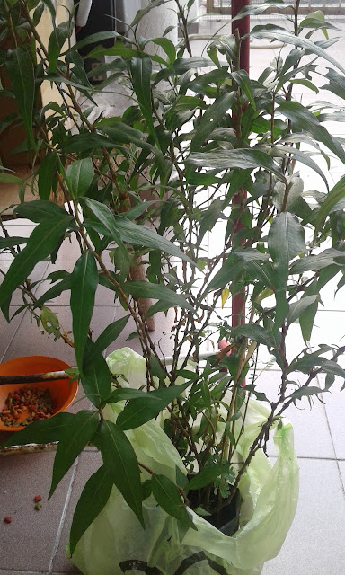 Asam Pedas Ayam dengan Daun Kesum