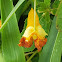 Jewelweed