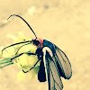 Ctenucha brunnea