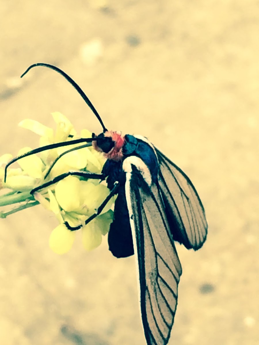 Ctenucha brunnea