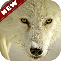 Arctic wolf Wallpapers