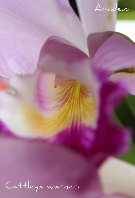 Cattleya warneri IMG_1057