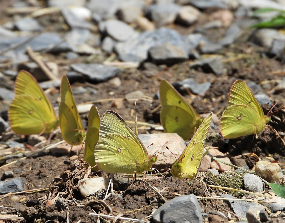 Clouded sulphur