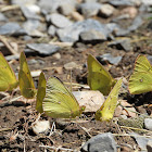 Clouded sulphur