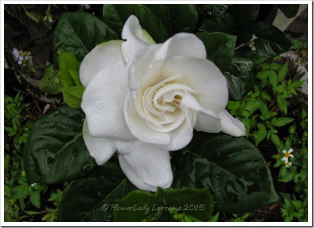 04-22-gardenia