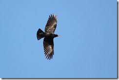 Chough