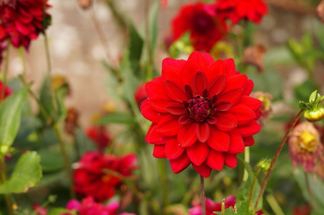 flowers at Dalemain in September