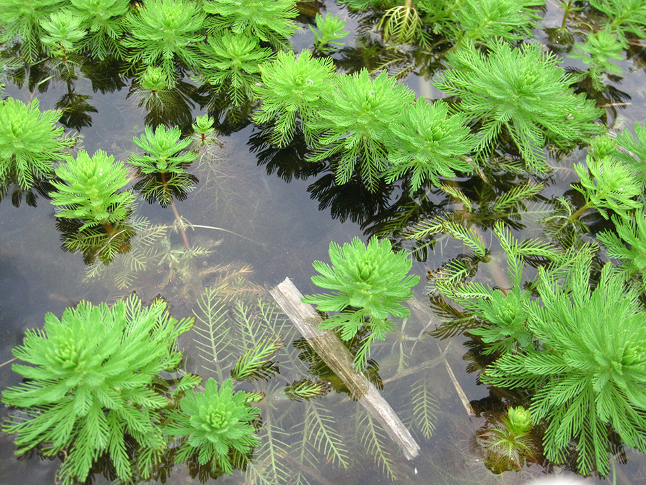 Перистолистник водный (Myriophyllum aquaticum)