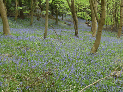 1005050007 Bluebells in Birchcope Shaw