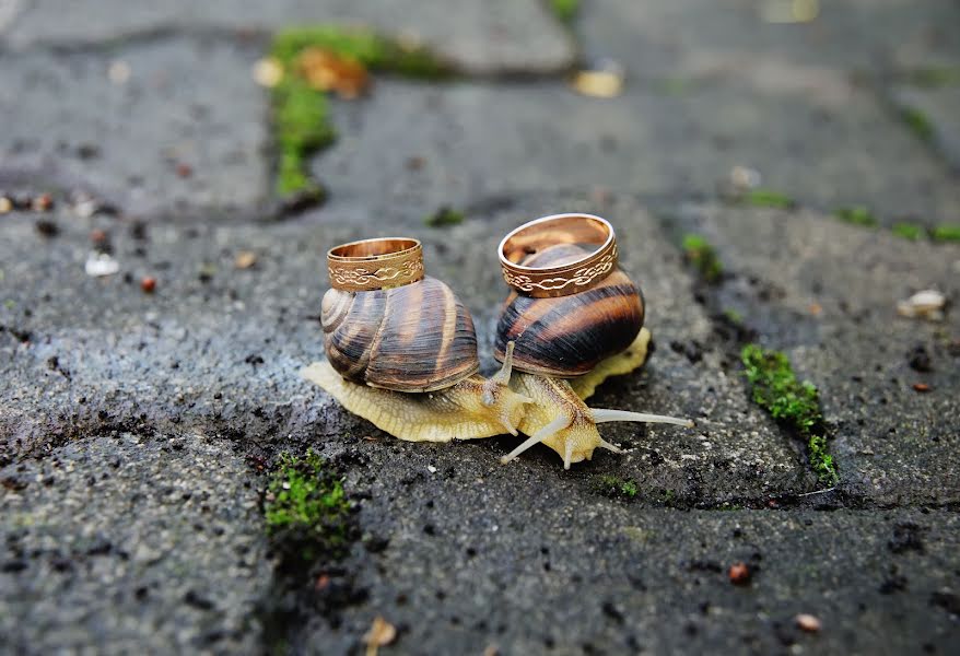 Photographe de mariage Evgeniy Kalinovskiy (kalinich24). Photo du 9 septembre 2015