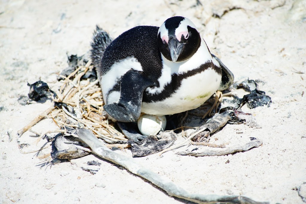 African penguin colony in Boulders Beach, Cape Town, South Africa