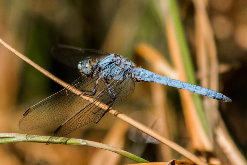 Libellula di Andrea Calò