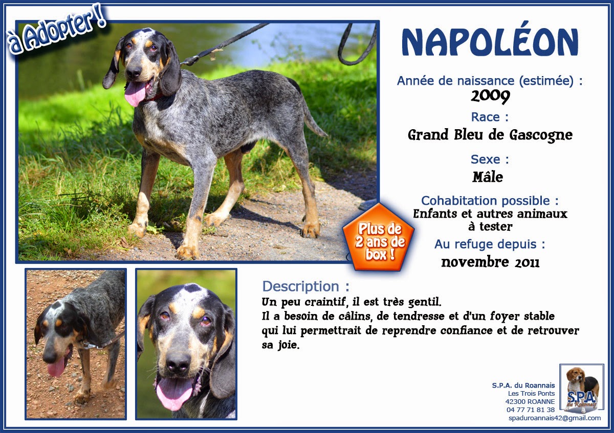 NAPOLEON - bleu de gascogne 7 ans (5 ans de refuge)  Spa du Roannais à Roanne (42) Fiche-NAPOLEON-2009