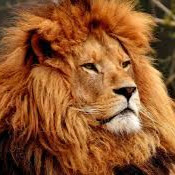 Loin king picture