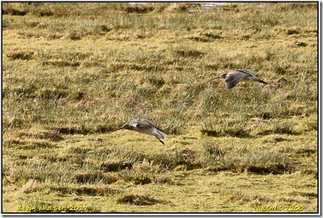 Slimbridge WWT - January