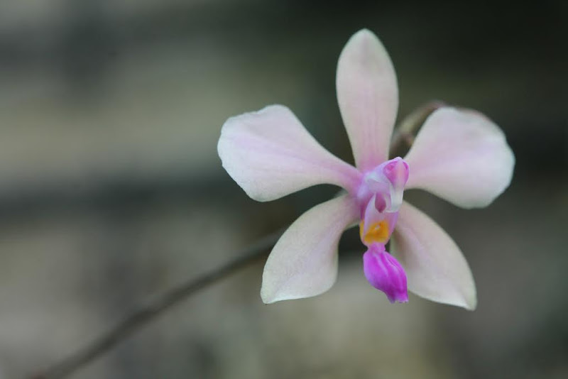 Phalaenopsis Zen Zen2