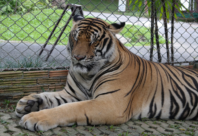 CHIANG MAI: TIGER KINGDOM, DOI SUTHEP Y TEMPLOS DE LA CIUDAD - TAILANDIA Y ANGKOR: BIENVENIDOS A ASIA (1)