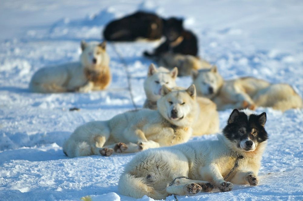 alert-nunavut-canada-2