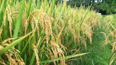 Harga gabah cendrung turun petani Abdya mohon solusi ke Pemkab