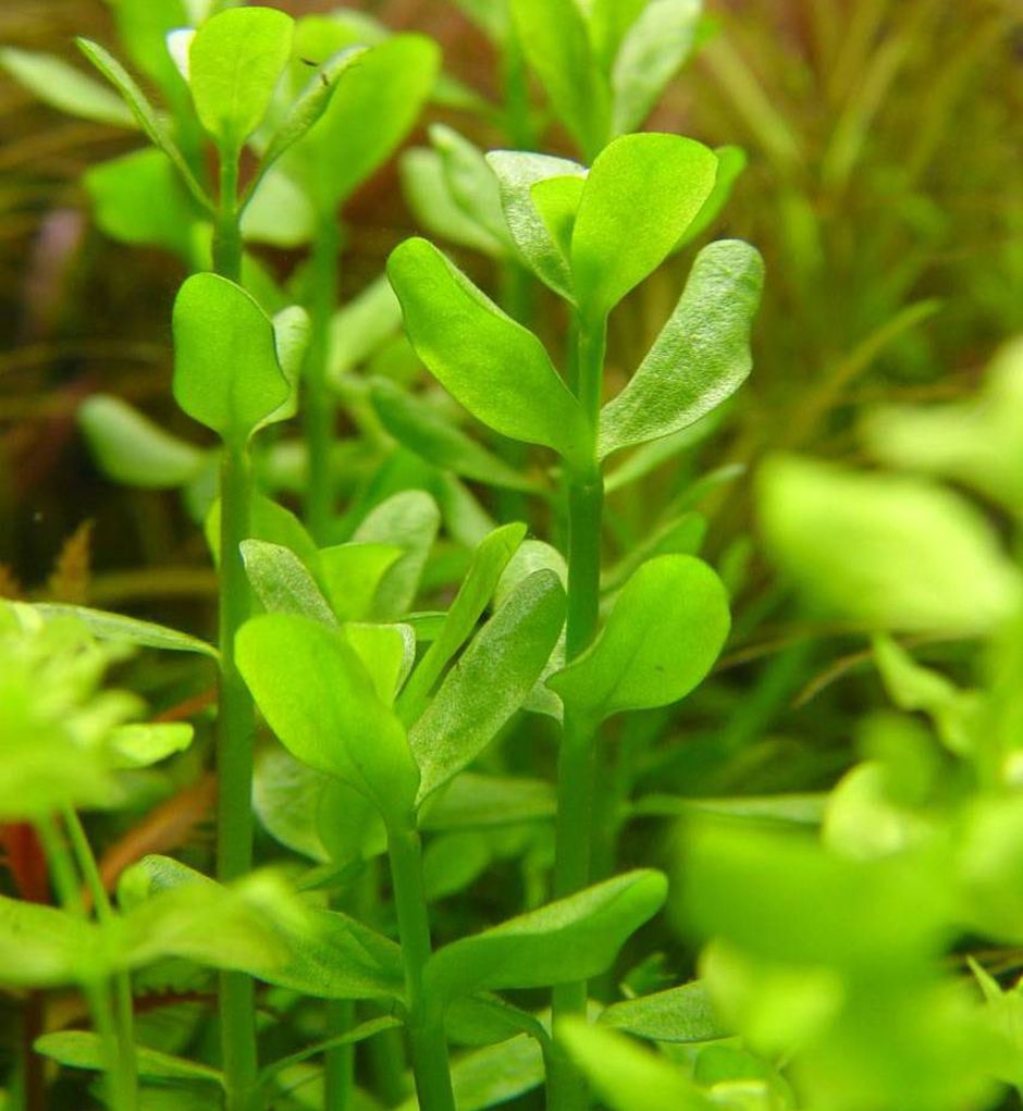 Бакопа мелколистная (Бакопа Монье) (Bacopa monnieri)