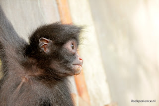 Bolivia Amazone