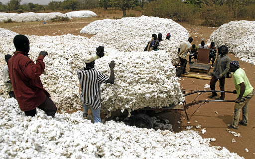 As Mali fights coronavirus, cotton farmers fear loss of climate aid - DispatchLIVE