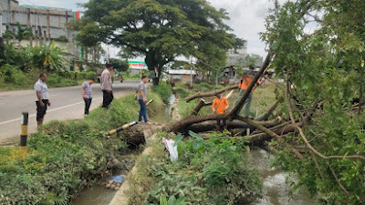 Polri - TNI dan BPBD Bergotong Royong Bersihkan Pohon Tumbang