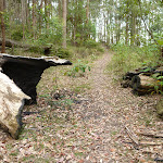 Fallen tree on The Great North Walk (360380)