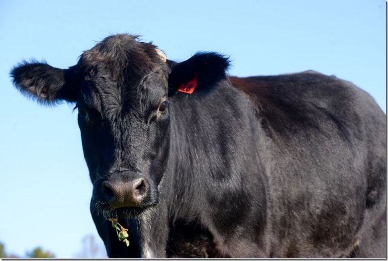 Summerfield Farm Cow