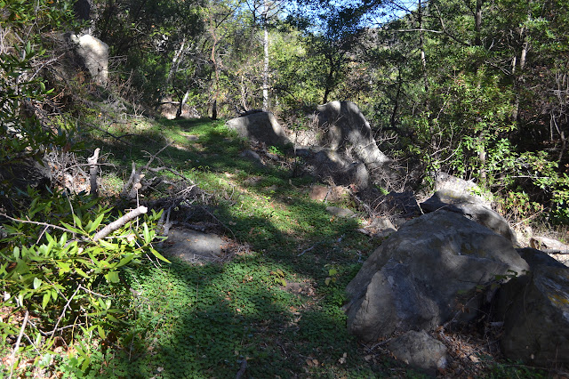 a bit of green on the old trail bed