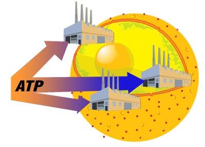 Understanding how cells receive nutrients to strengthen them