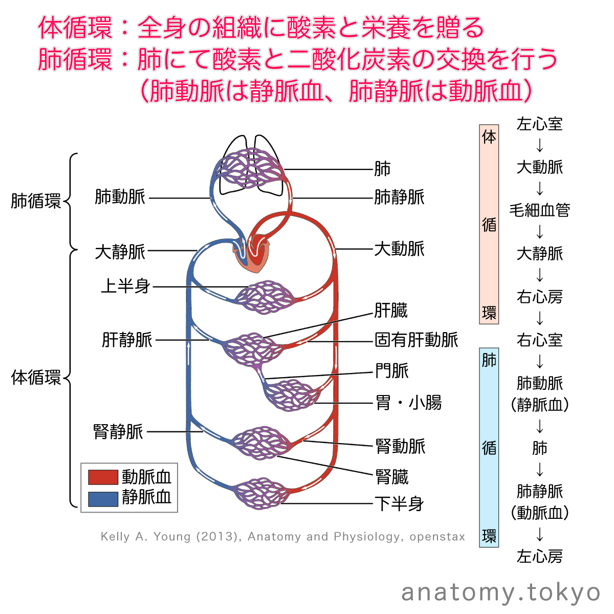 循環 生理 で 正しい の は どれ か