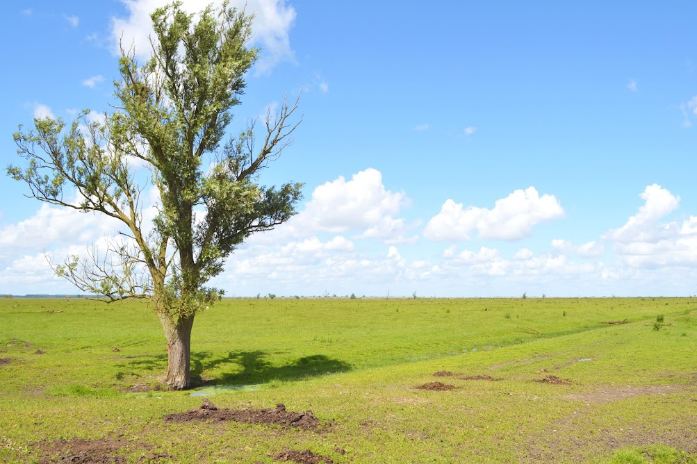 op-safari-in-de-oostvaardersplassen