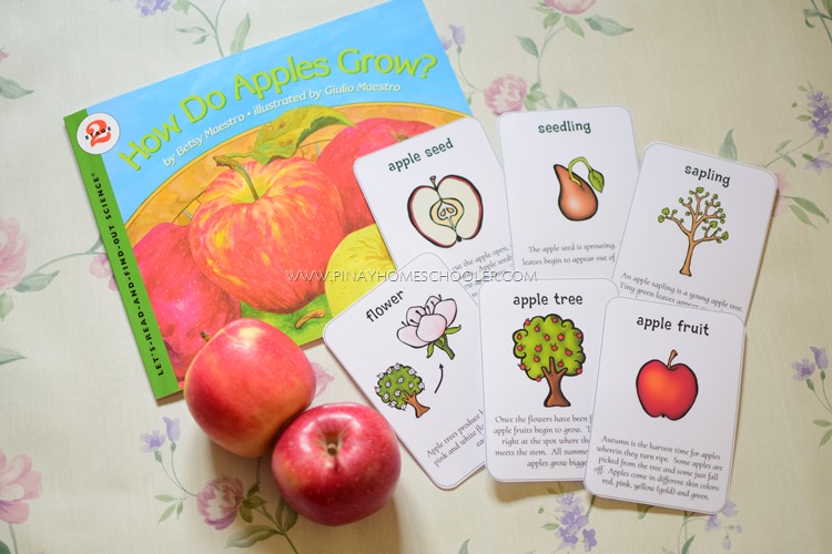 Life Cycle of an Apple Preschool Unit