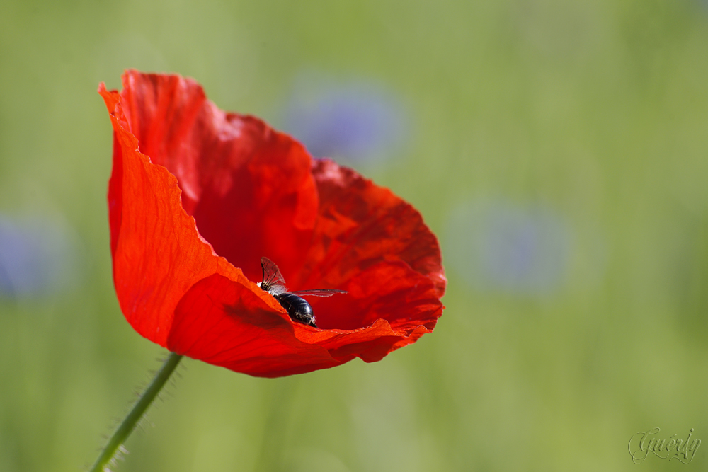 Corn poppy WebIGP1732