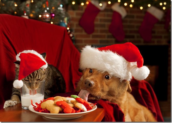 peligros-de-navidad-para-perros-y-gatos