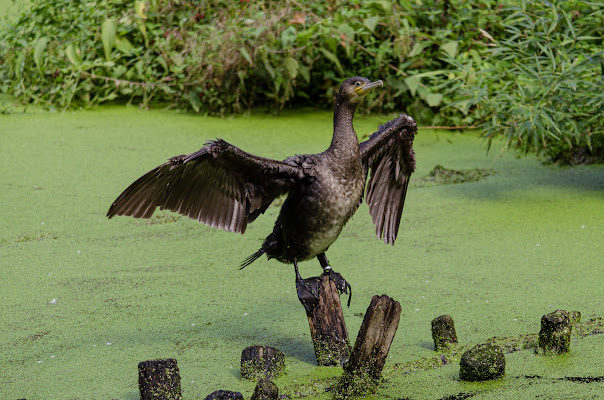 Il Cormorano di Stefy27