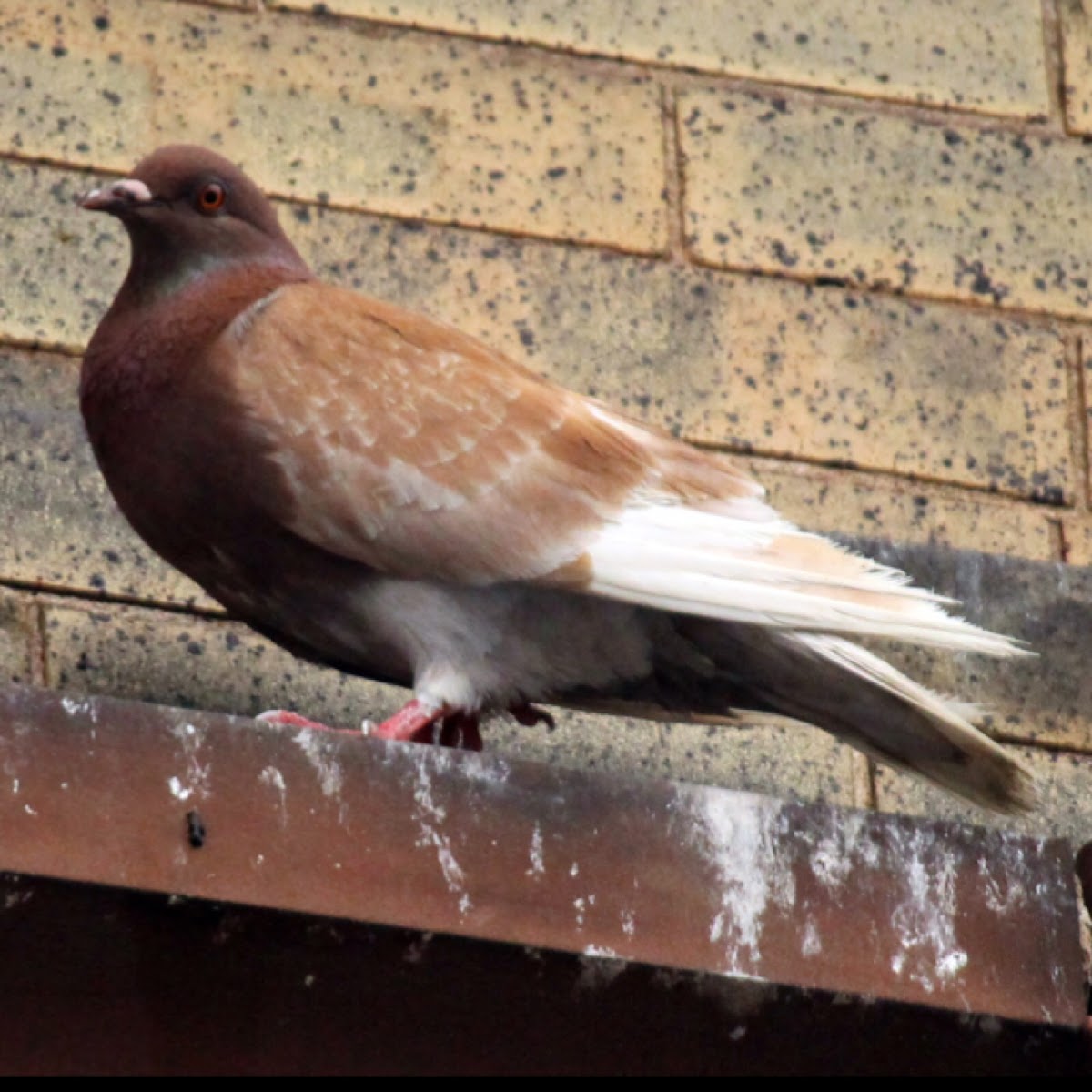 Feral Pigeon (Red)