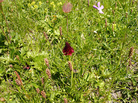 Nigritelle, orchis vanille, Nigritella rhellicani, famille: Orchidacées. nigritelle orchis vanille Nigritella rhellicani.JPG