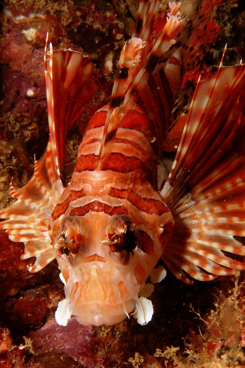 Pterois miles. Red Beach, Okinawa. 8m.