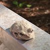 Gray tree frog