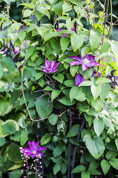 Clematis à identifier  --- Trouvé --> Pink Champagne Clematis-pink-champagne-130615-25rm