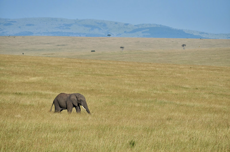 SAFARI EN KENIA Y TANZANIA - Blogs of Africa East y Central - Etapa 2: Tres días en Masai - Mara. (7)