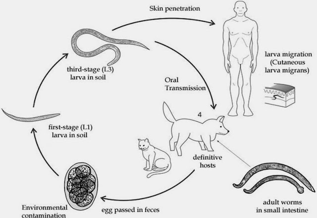 皮膚幼蟲移行症 Cutaneous Larva Migrans 小小整理網站smallcollation