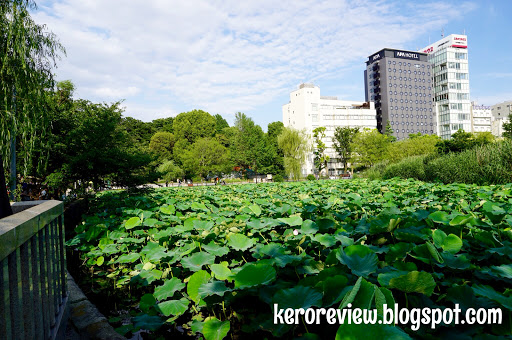 รีวิว เที่ยวญี่ปุ่น วัดชิโนบาสุโนะอิเคะ สวนบัว สวนสาธารณะอุเอะโนะ โตเกียว (CR) Review Japan travel - Shinobazunoike Bentendo Temple (不忍池弁天堂), Lotus Pond, Ueno Park, Tokyo.