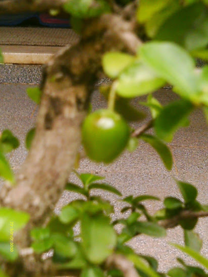 Acerola Informal... - Página 2 IMAG0004