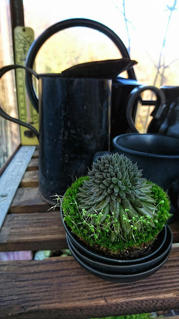 多肉植物スマロ