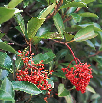 파일:external/www.alpine-plants-jp.com/sangojyu_cultivated_in_chiba_city_20030826_1.jpg